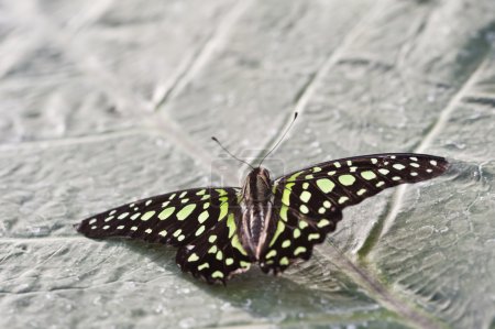 Tailed Jay butterfly on leaf