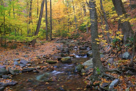 Autumn creek with rocks