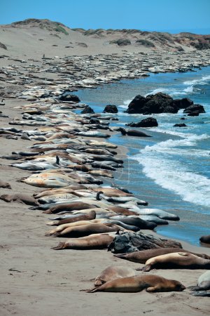 Seal in Big Sur