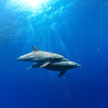 two dolphins swimming underwater