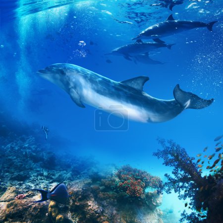 funny dolphin posing underwater