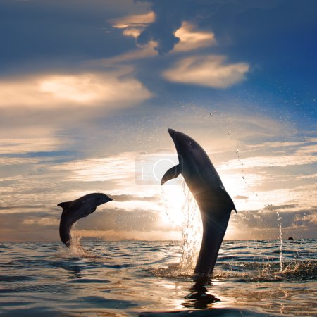 oceanview two playful dolphins leaping from sea