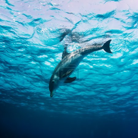Wild dolphin underwater