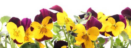 Close-up of colorful pansy flowers on white background.