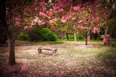 Cherry Blossoms and Bench