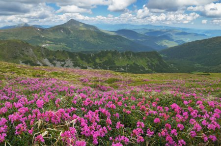 Blooming meadow in the mountains 