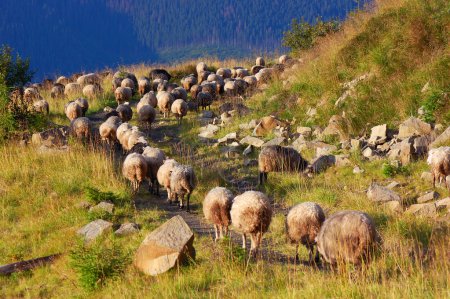 A flock of sheep in the mountains