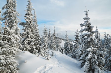 Trail in a mountain forest in winter