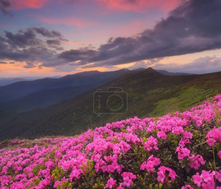 Rhododendron flowers in the mountains 
