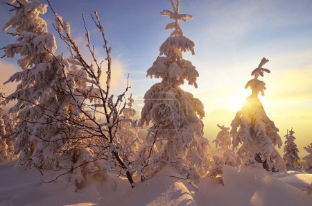 Winter sunset in the forest