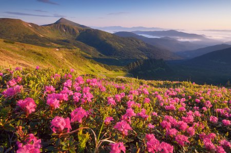Summer flowers in the mountains 