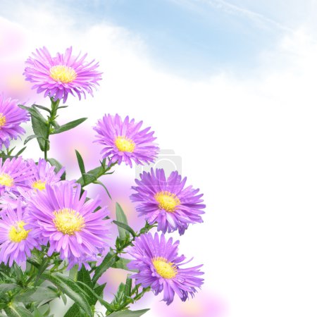 Purple mum flowers