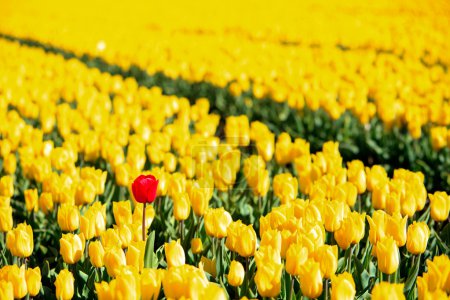 Yellow tulips and one red standing out of the crowd.
