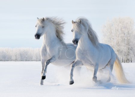 Two white horses gallop on snow field