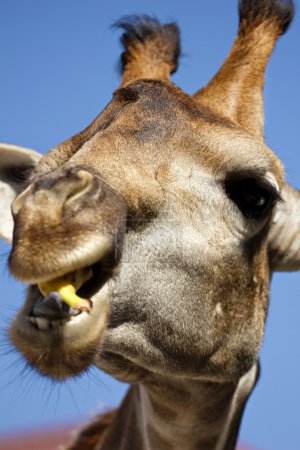 giraffe eating banana