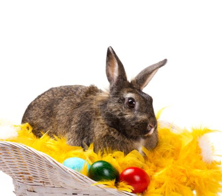 rabbit with  eggs  in  basket