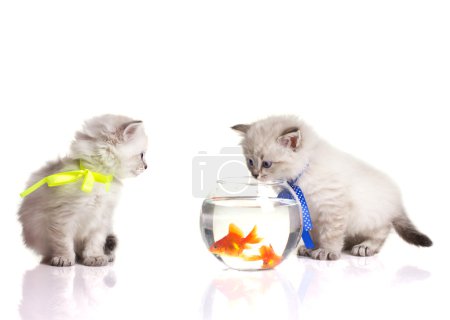 Two little kittens and two goldfish