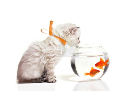 little kitten and goldfish