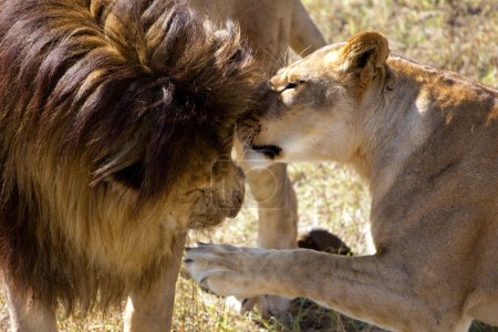 love of two lions