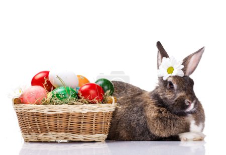 easter rabbit with eggs