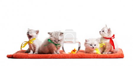 four little kitten and goldfish