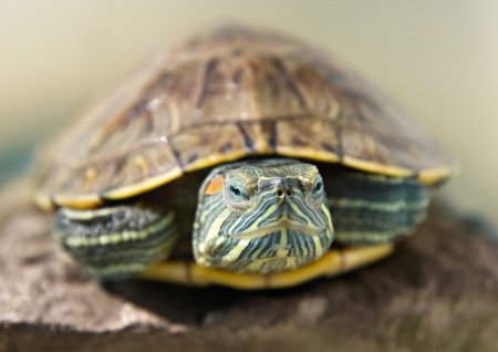 Closeup portrait of a tortoise