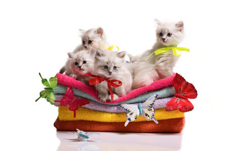 small cats, towels and butterflys