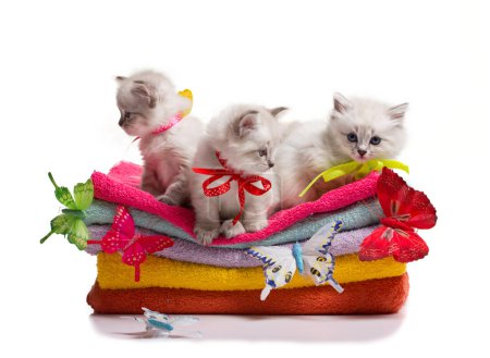 many kittens and butterflys on towels