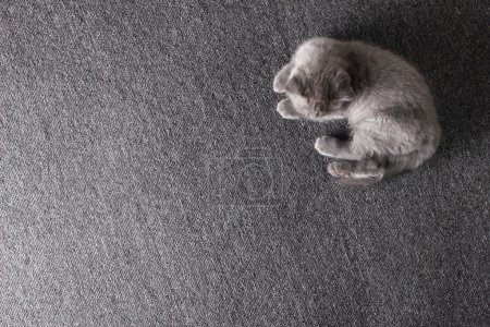 little grey kitten