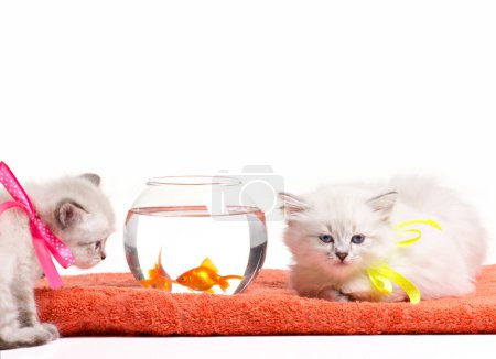 kittens and fishes
