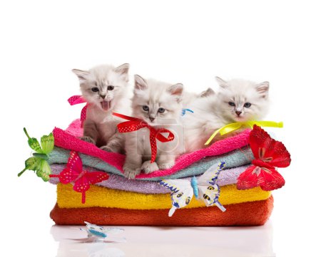 kittens, towels and butterfly
