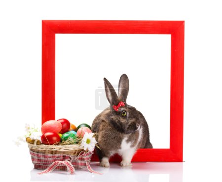 easter rabbit in red frame