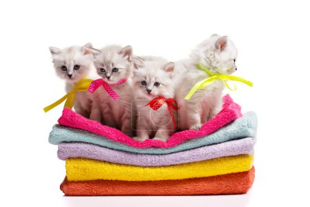 many kitten on towels