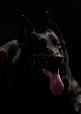 black  german shepherd 