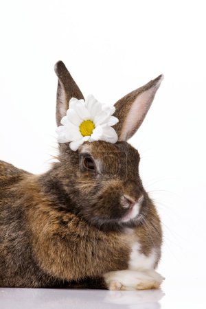 bunny with camomile