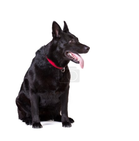 portrait of a  black dog