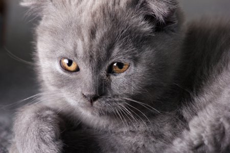 grey british kitten