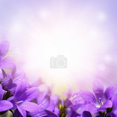 Purple campanula spring flowers background