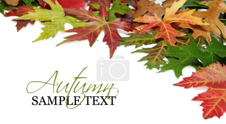 Fall border or background with autumn leaves