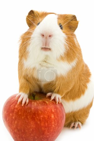 Red and white guinea pig and red apple