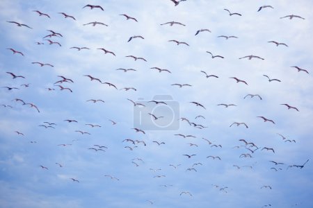 Flight of flying seagulls