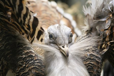 Bustard