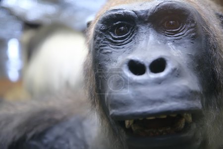 Monkey close-up portrait