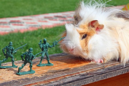 Guinea pig resists to toy soldier
