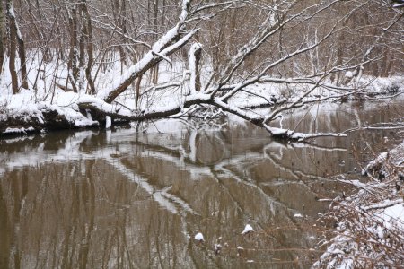 Winter wood with river and fallen tree