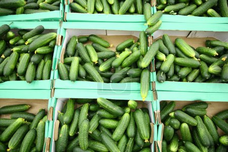 Cucumbers in the boxes