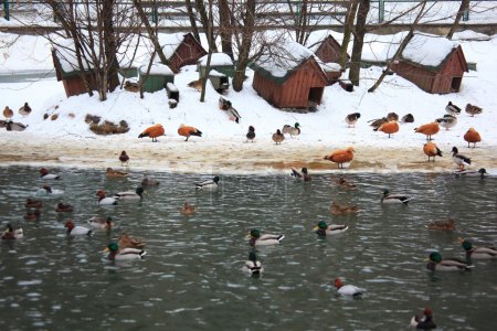 Ducks on winter pond