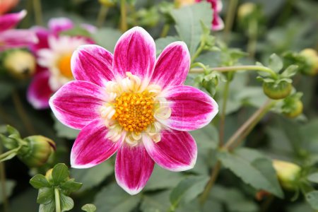 Flower of dahlia