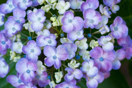 Hydrangea flowers close-up