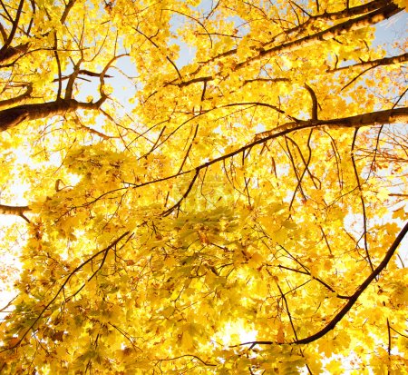 Upward view of fall trees